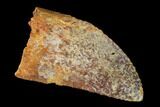 Bargain, Carcharodontosaurus Tooth - Real Dinosaur Tooth #145713-1